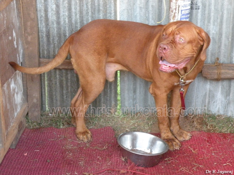 Dogue de Bordeaux-2